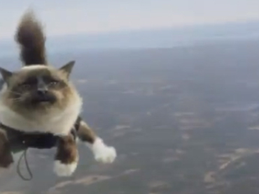 Folksam Versicherung wirbt mit fallschirmspringenden Katzen