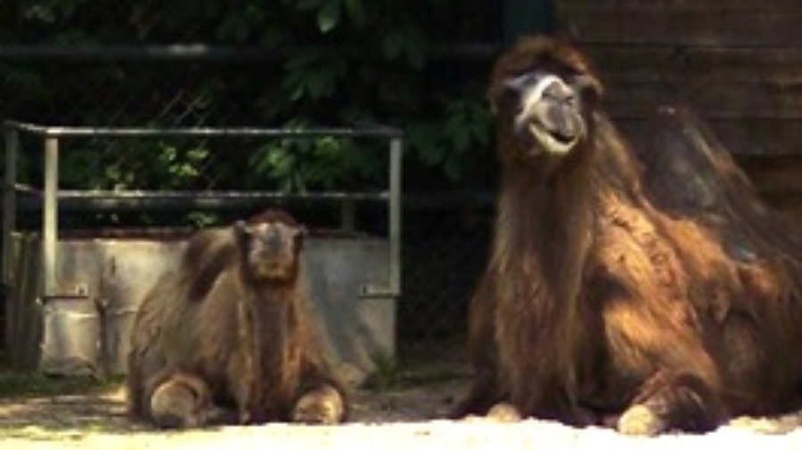 kamele-zoo